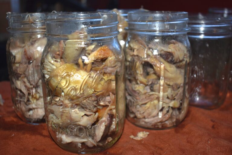 cooked chicken loaded into canning jars