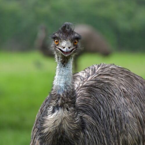 Do Emus Lay Eggs - and How Many? * The Homesteading Hippy
