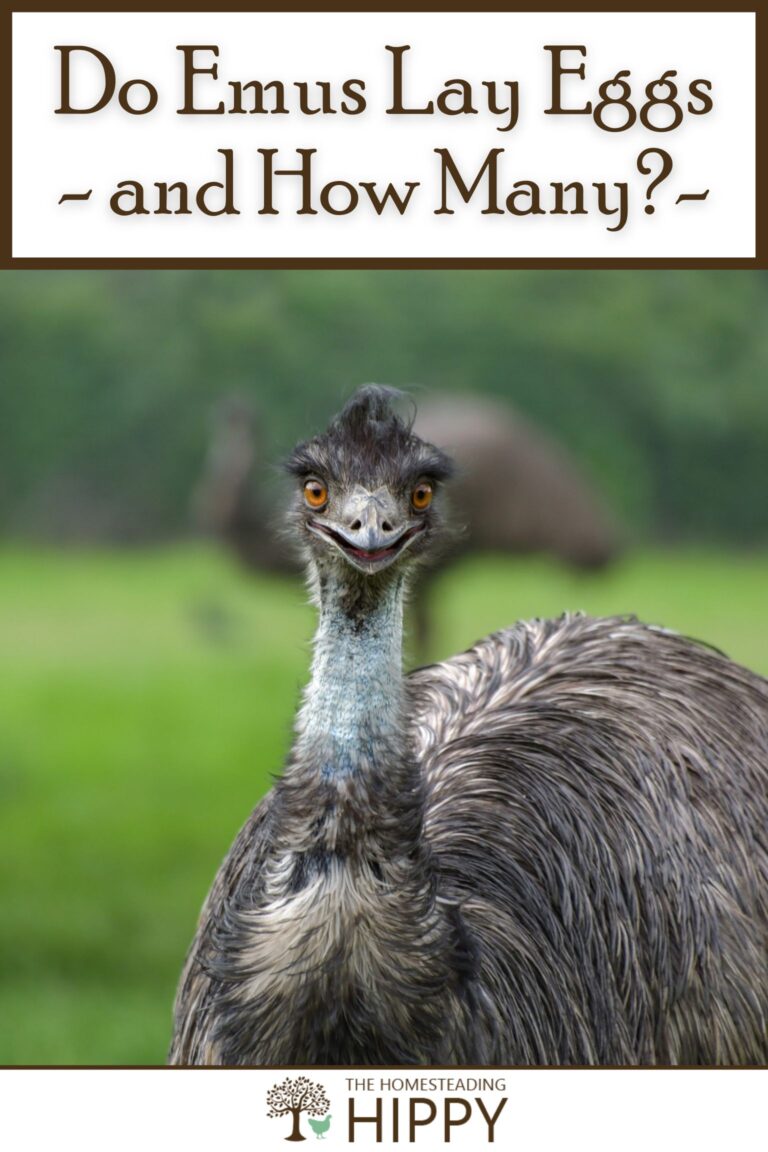 emu laying eggs pinterest