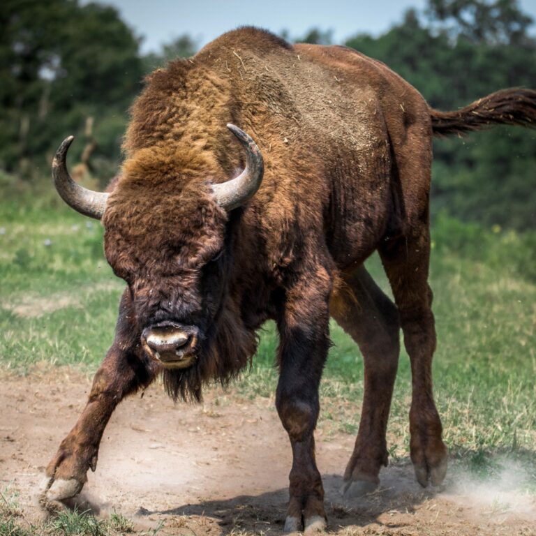 a European bison