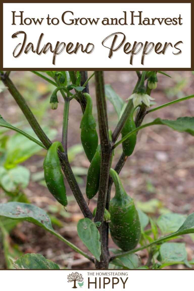 growing jalapeno peppers pinterest