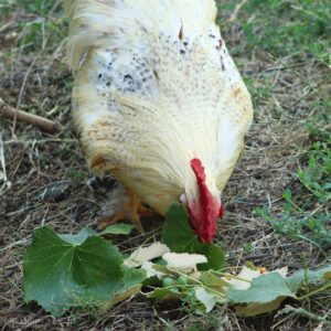rooster eating grapevine leaves
