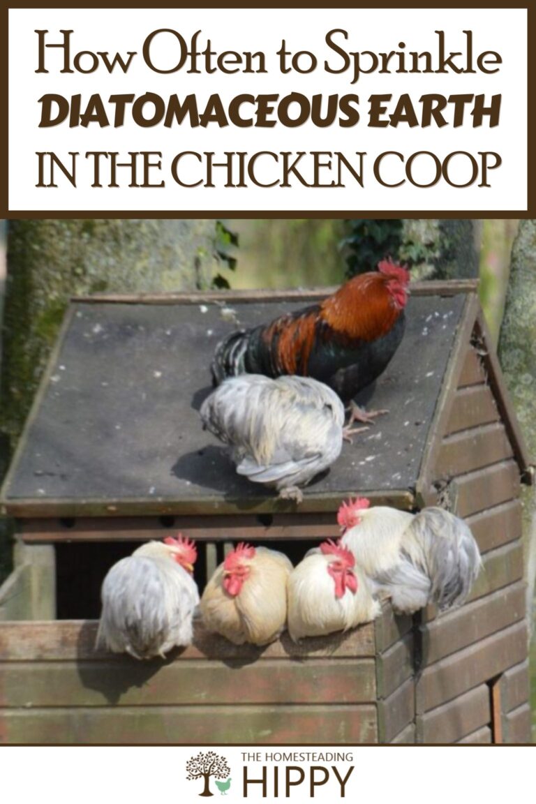 sprinkling diatomaceous earth in the coop pinterest