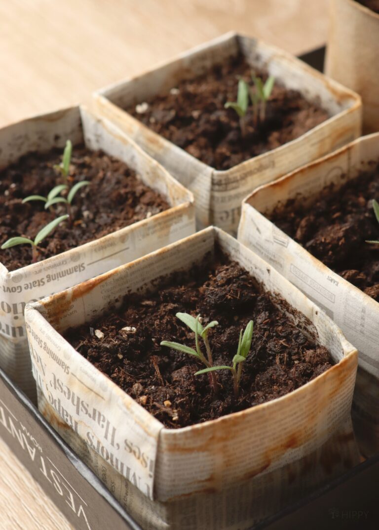 tomato seedlings in newspaper pots 10 days after planting