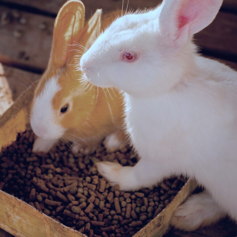 two rabbits eating pellets