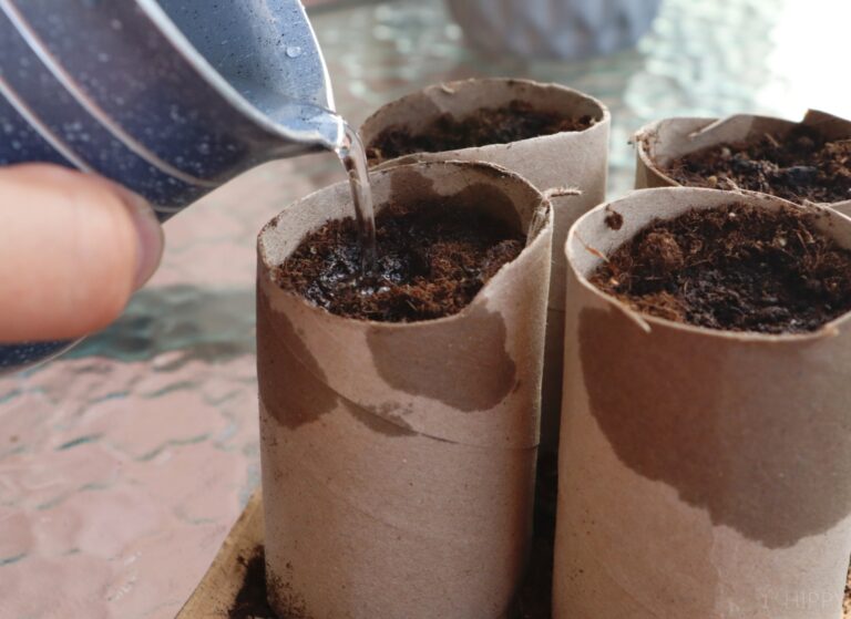 watering DIY seeds after planting in toilet paper tubes