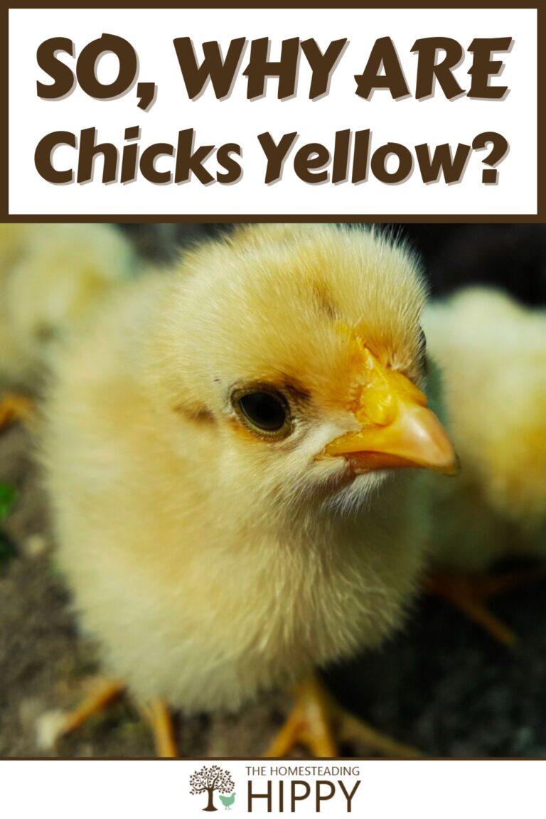 yellow chicks pinterest