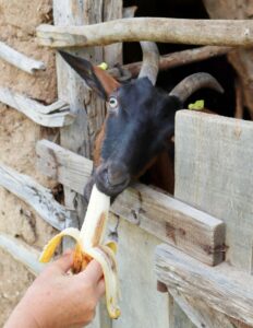 goat eating a banana