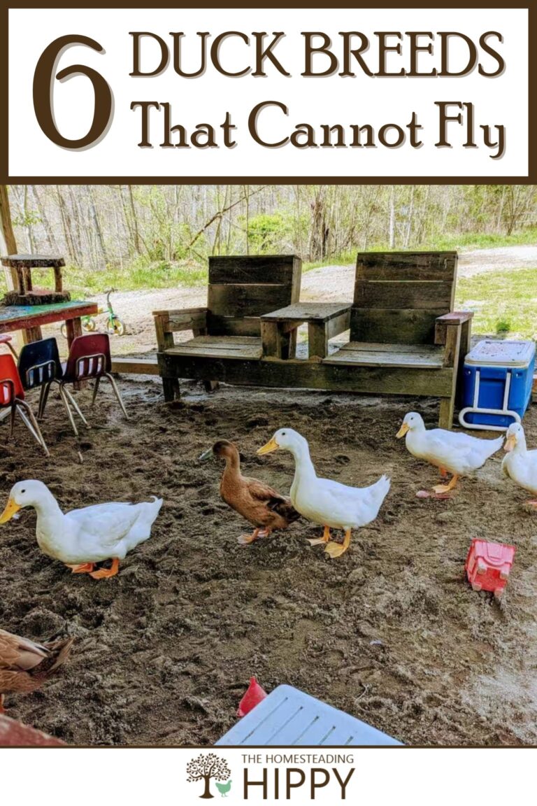 duck breeds that cannot fly pinterest