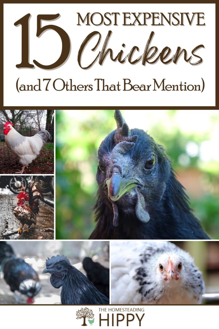 expensive chickens pinterest