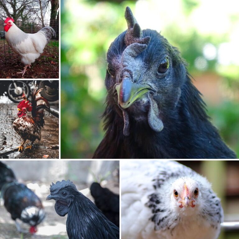 expensive chickens collage