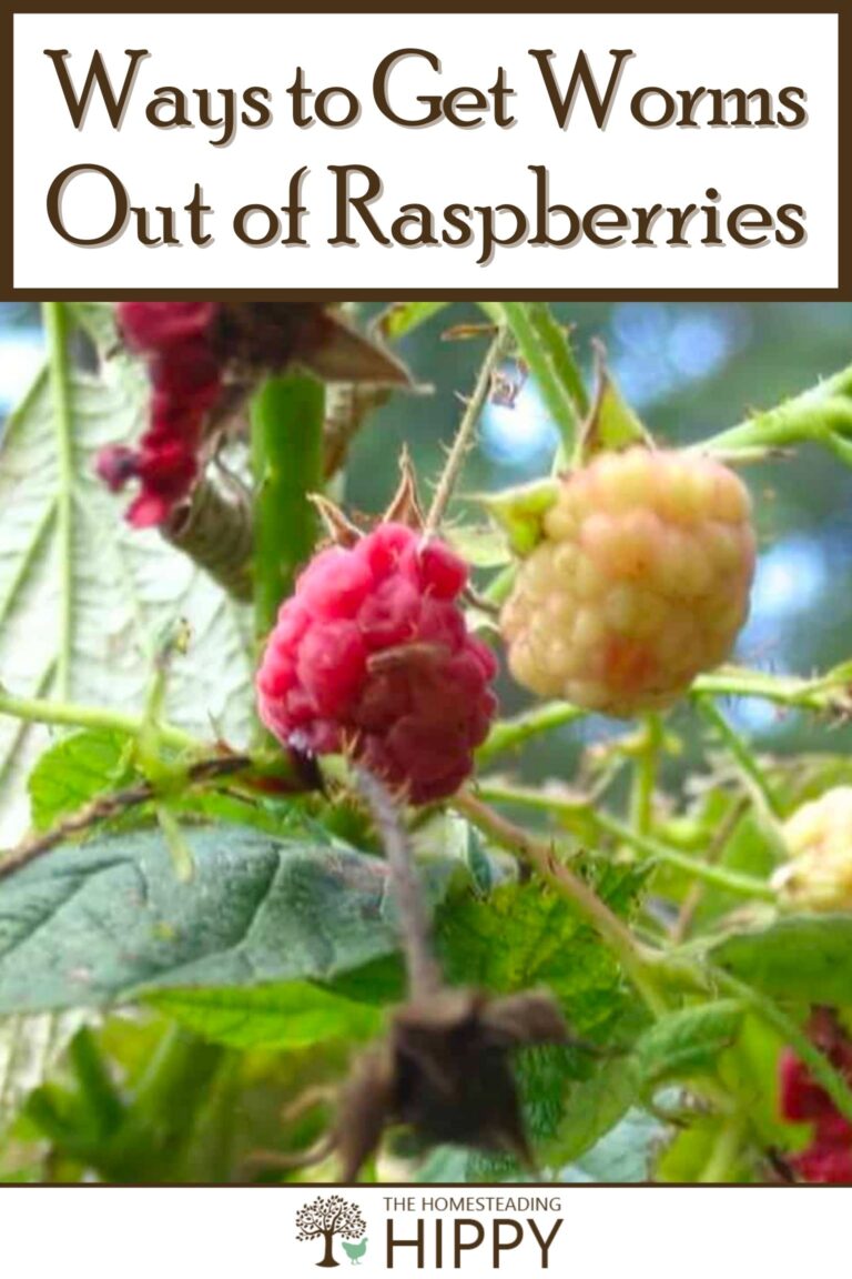 getting worms out of raspberries pinterest