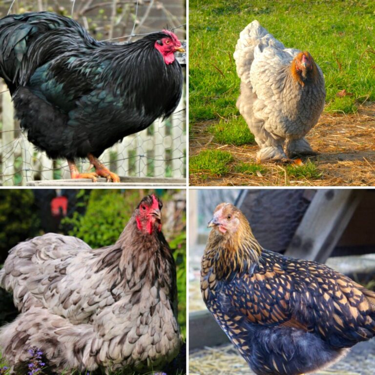 grey chicken breeds collage