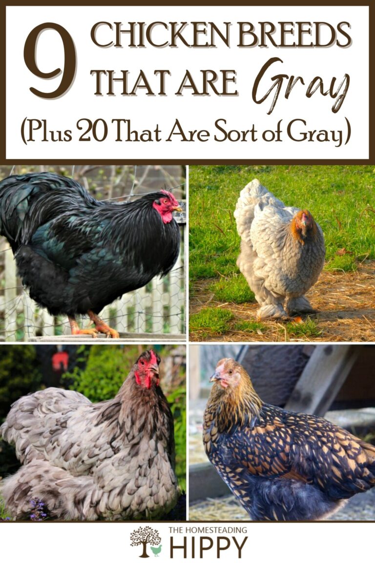 grey chicken breeds pinterest