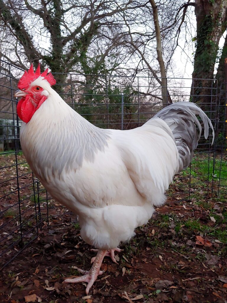 a Sussex rooster
