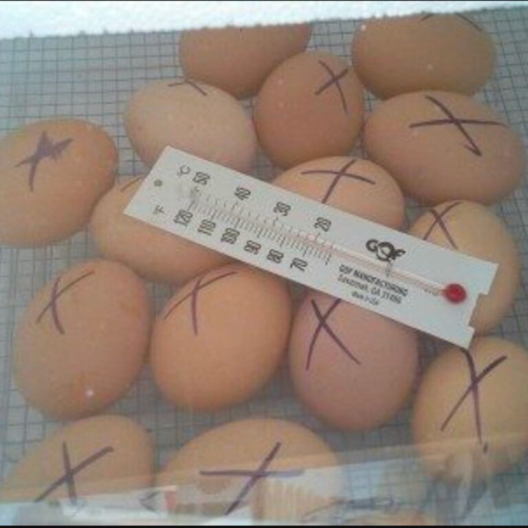 temperature controled chicken eggs marked for incubation