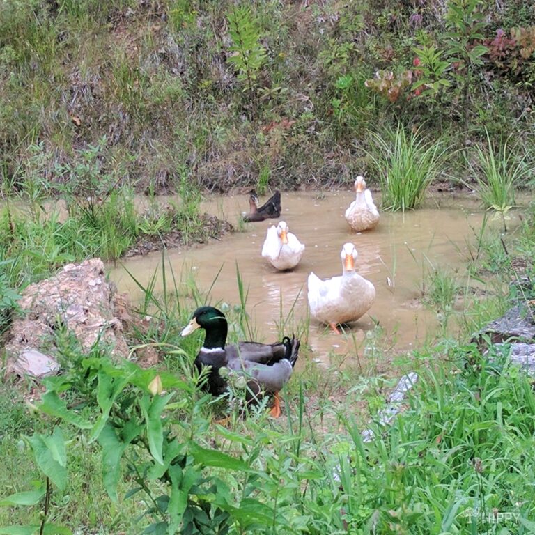 a few ducks leaving the pond
