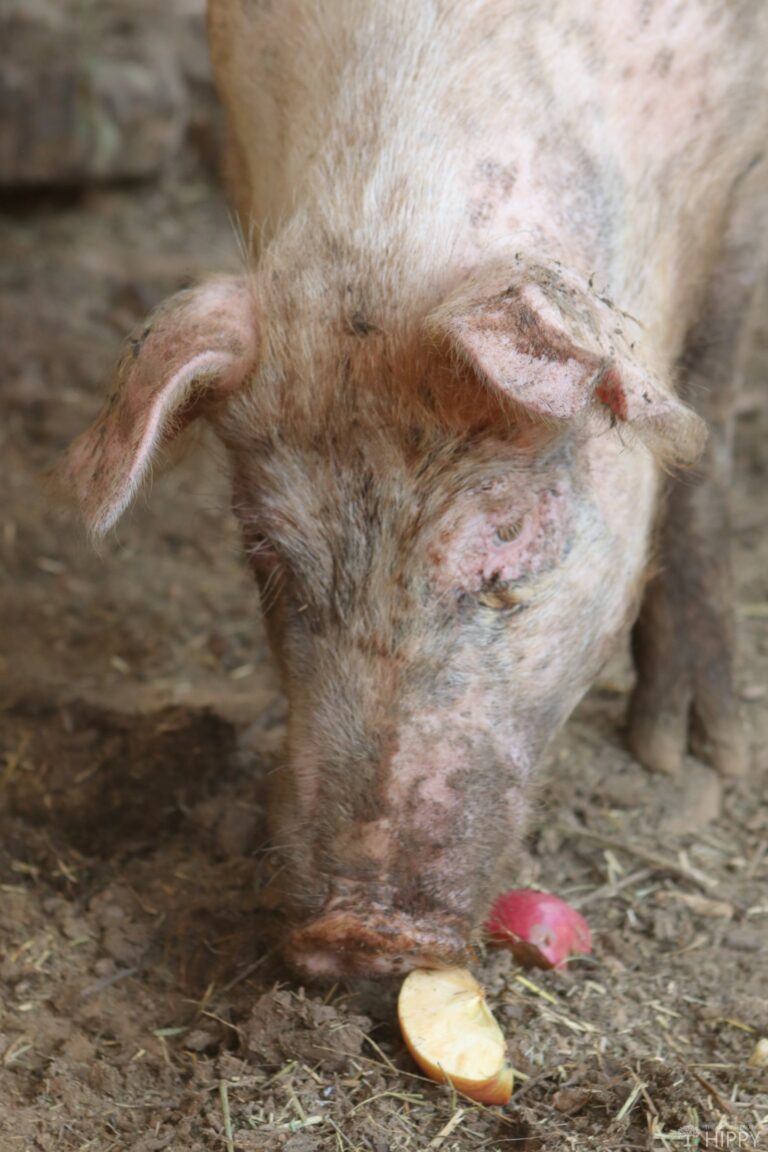 a pig eating an apple