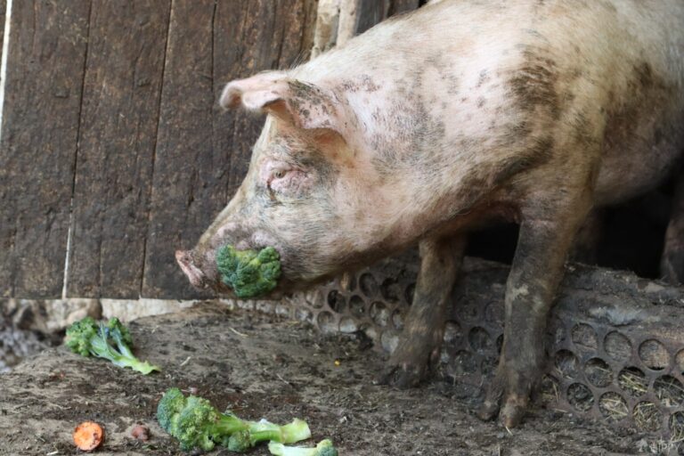 a pig eating broccoli
