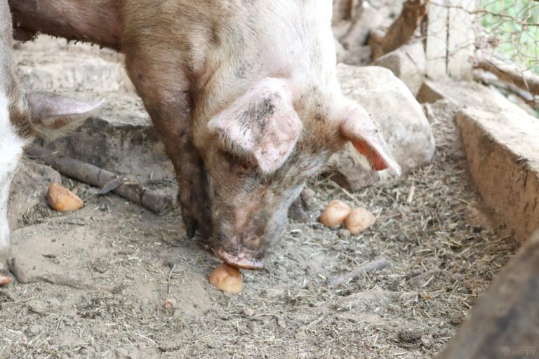 a pig eating raw potatoes