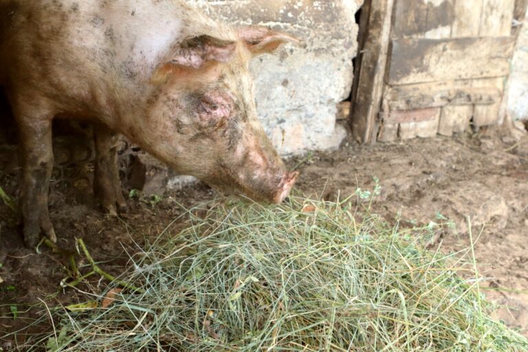 a pig eating some hay