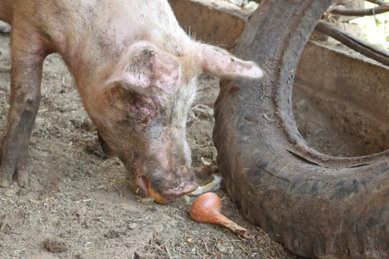 a pig eating some onions
