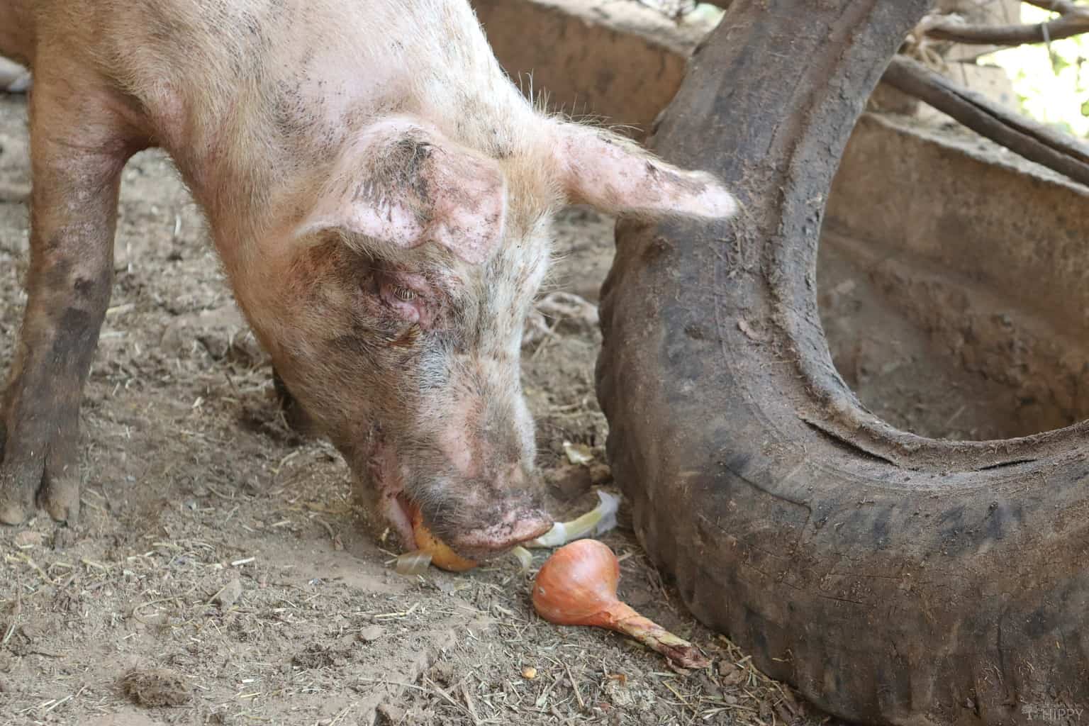 Pigs Eating Insects 14 Clever Ways to Feed Your Pigs for (Almost) Free