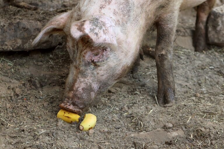 a pig enjoying a banana