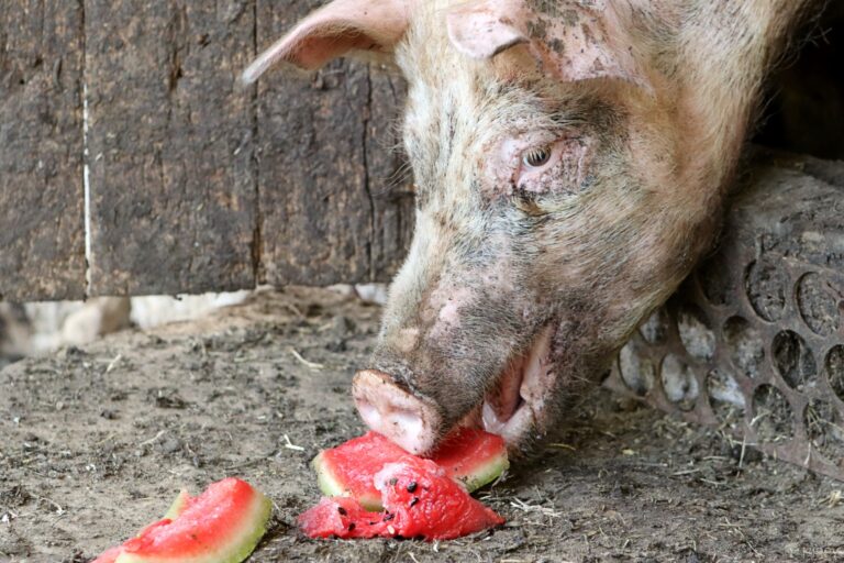 a pig enjoying a watermelon