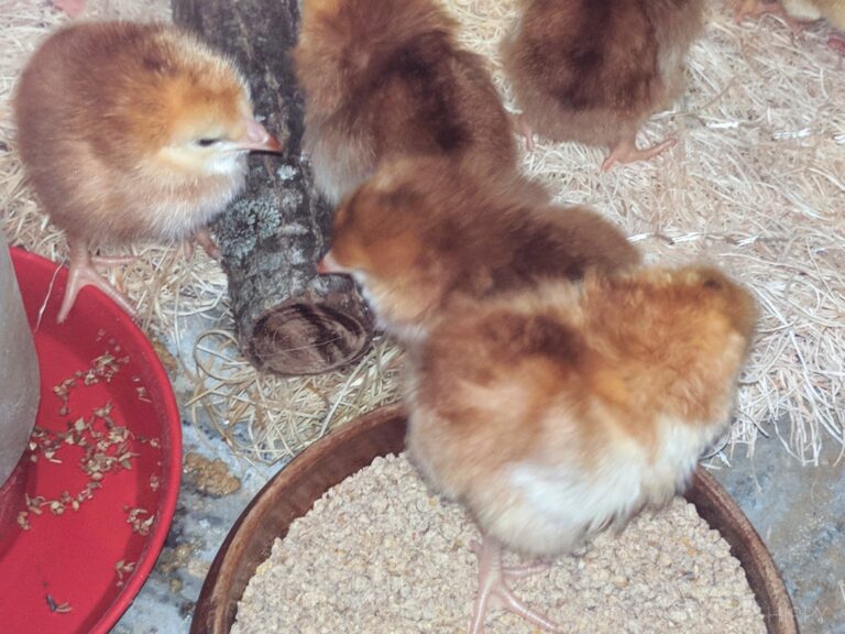 baby chicks in brooder