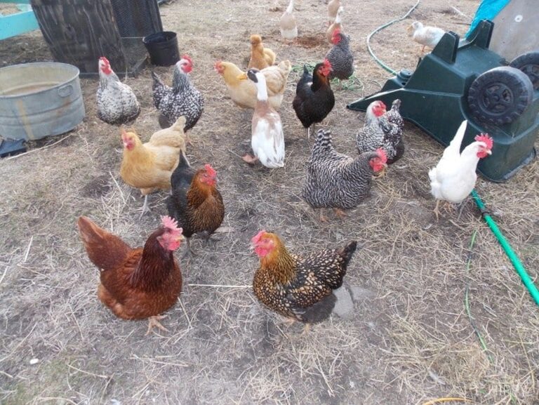 chickens of various breeds on the homestead