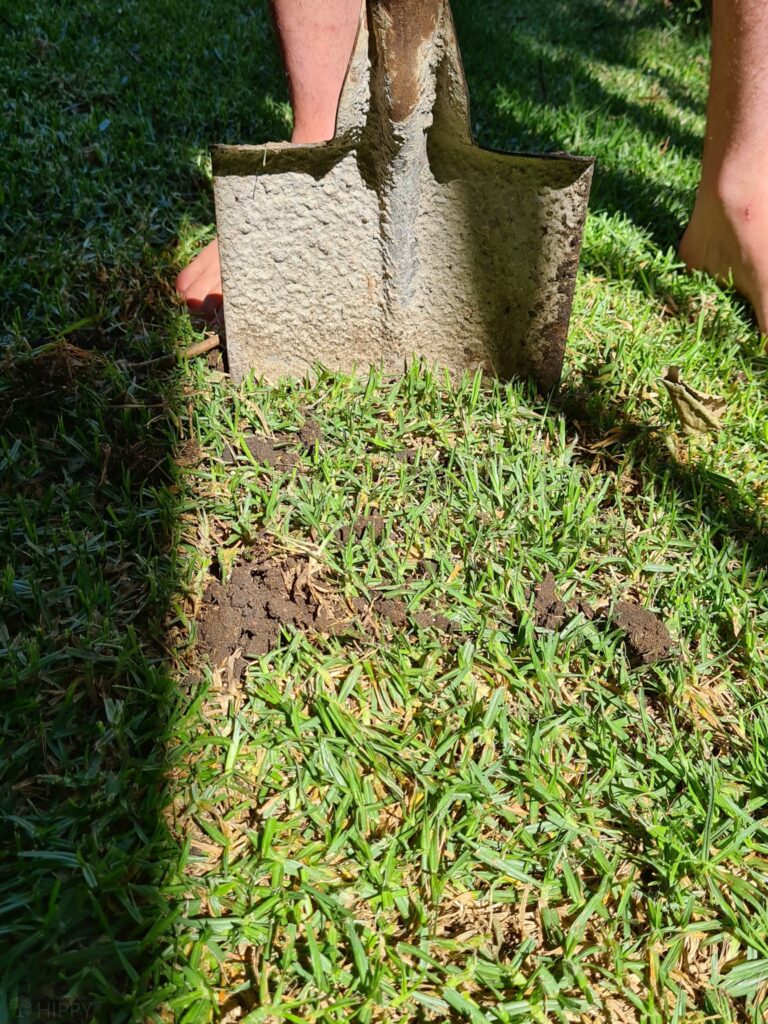 cutting a square of grass with a spade