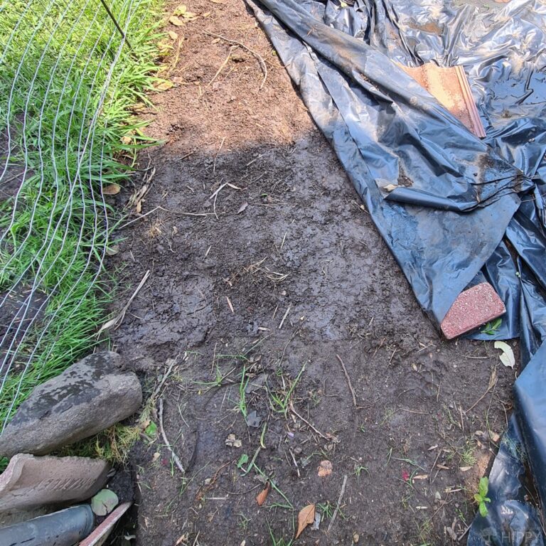 exposing dead grass under black tarp after 6 weeks