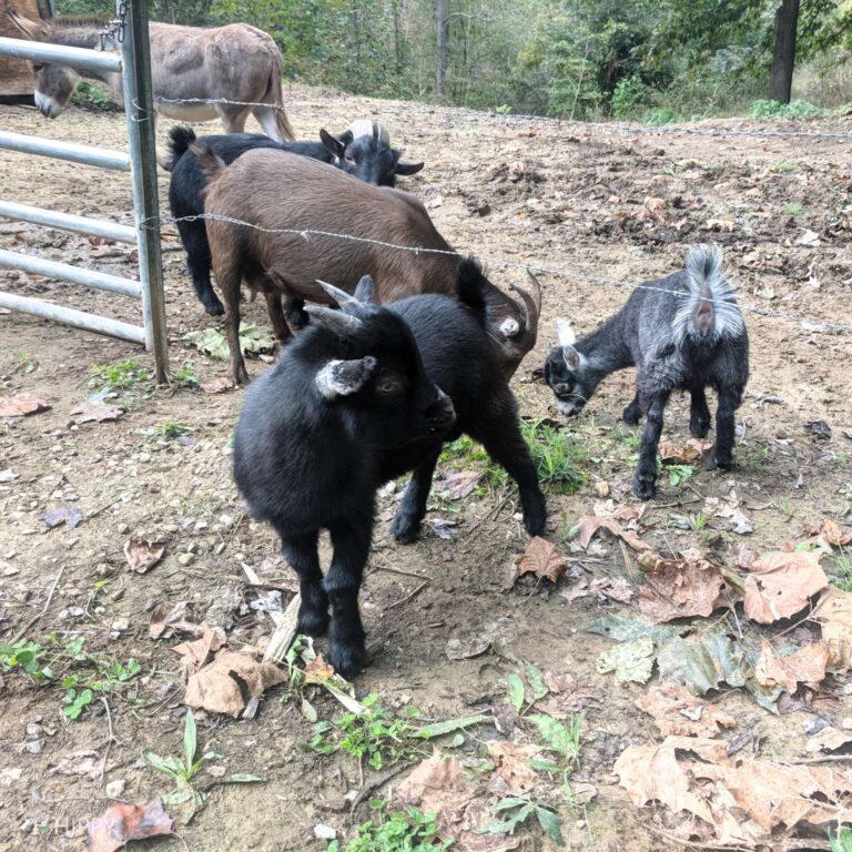 four goats on the homestead