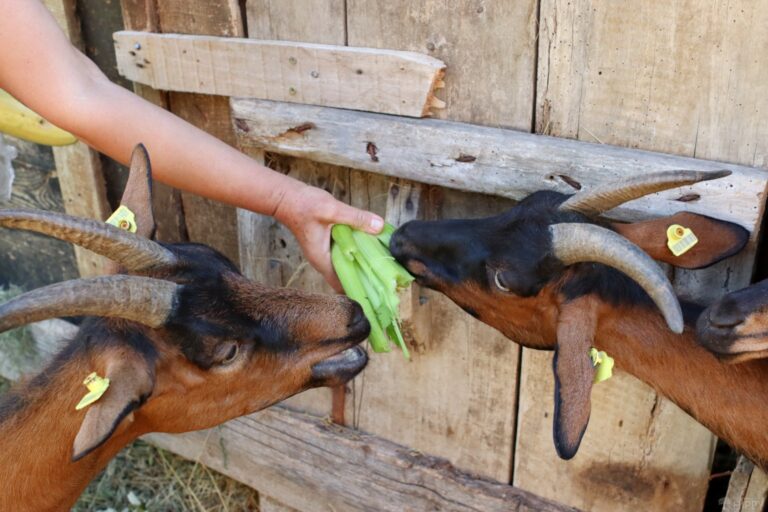 two goats eating celery