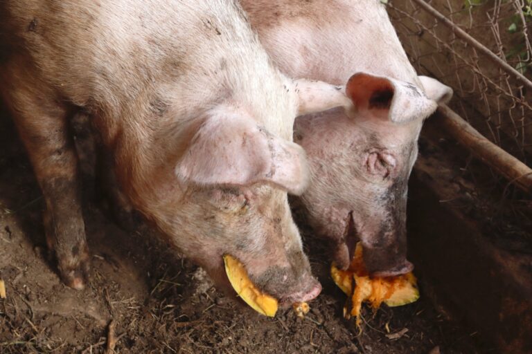 two pigs enjoying some pumpkin