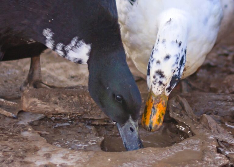Black Swedish and Ancona ducks sharing mud puddle