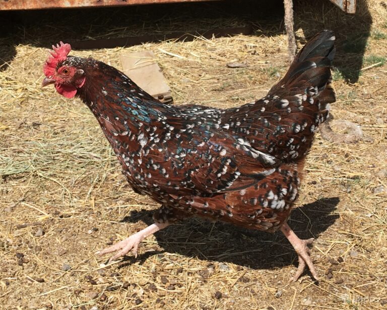a Speckled Sussex hen