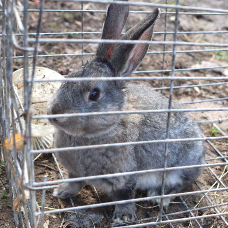 a grey rabbit in a cage