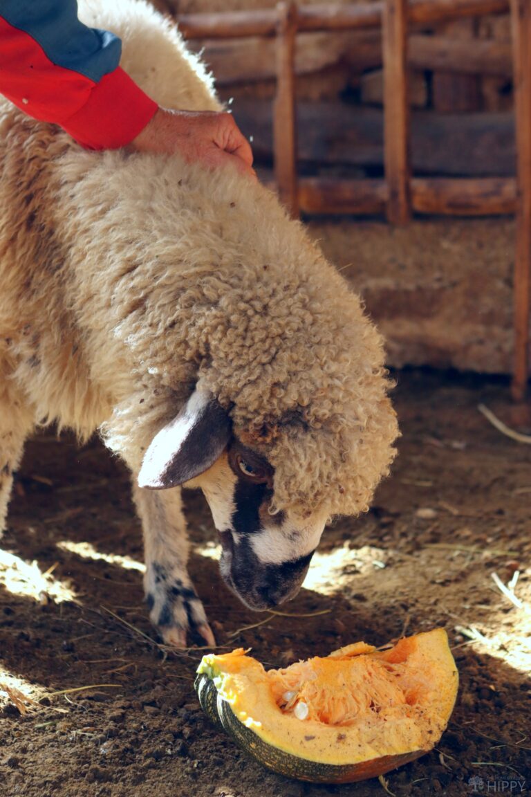 a sheep eating pumpkin