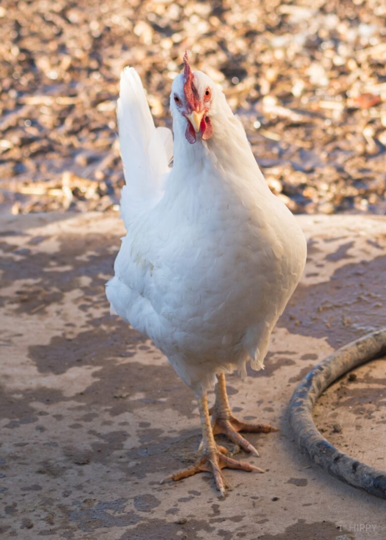 a white Leghorn hen