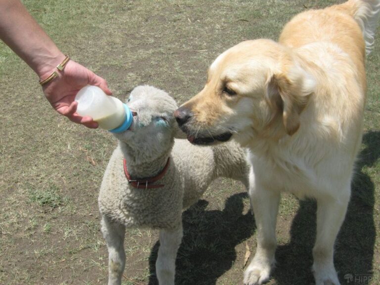 bottle feed a lamb