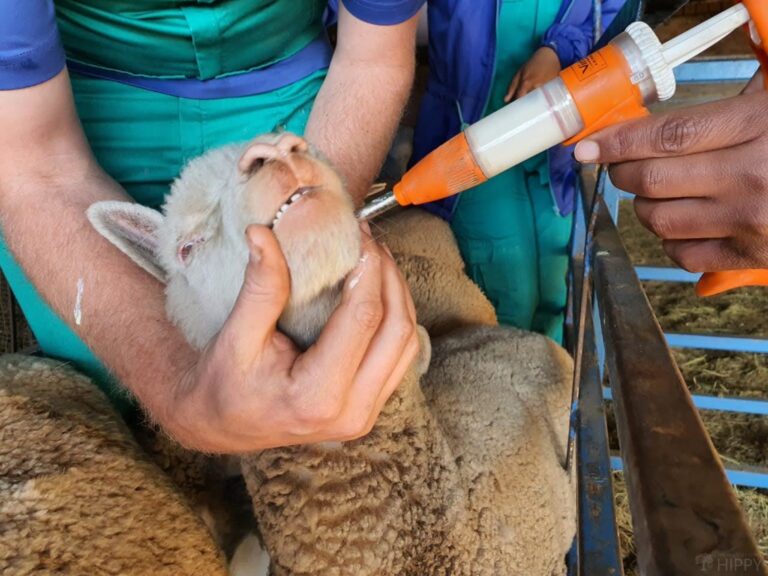 deworming a sheep