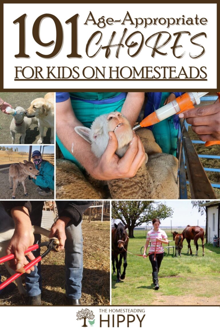 kids chores on homestead pinterest