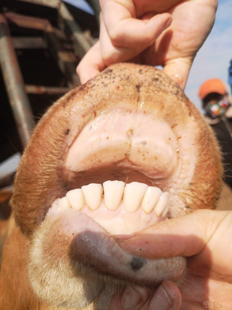 opening mouth of a one year old calf