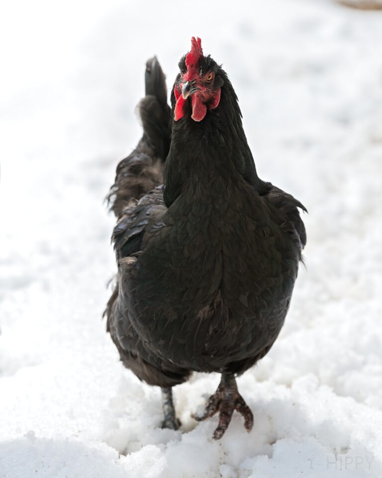 Black Australorp hen in snow