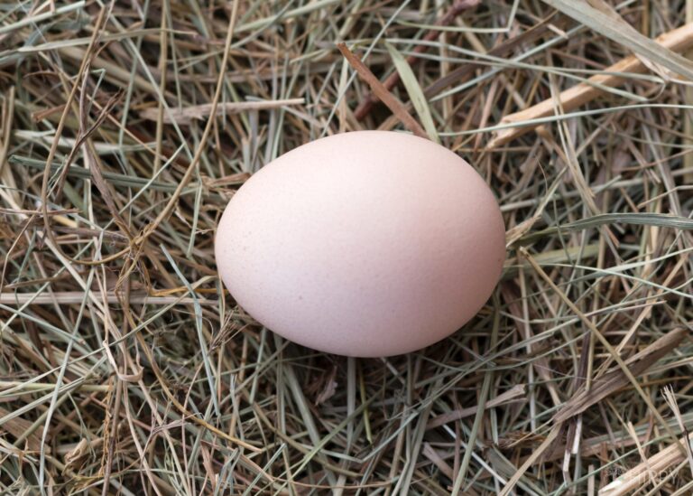 a Speckled Sussex egg