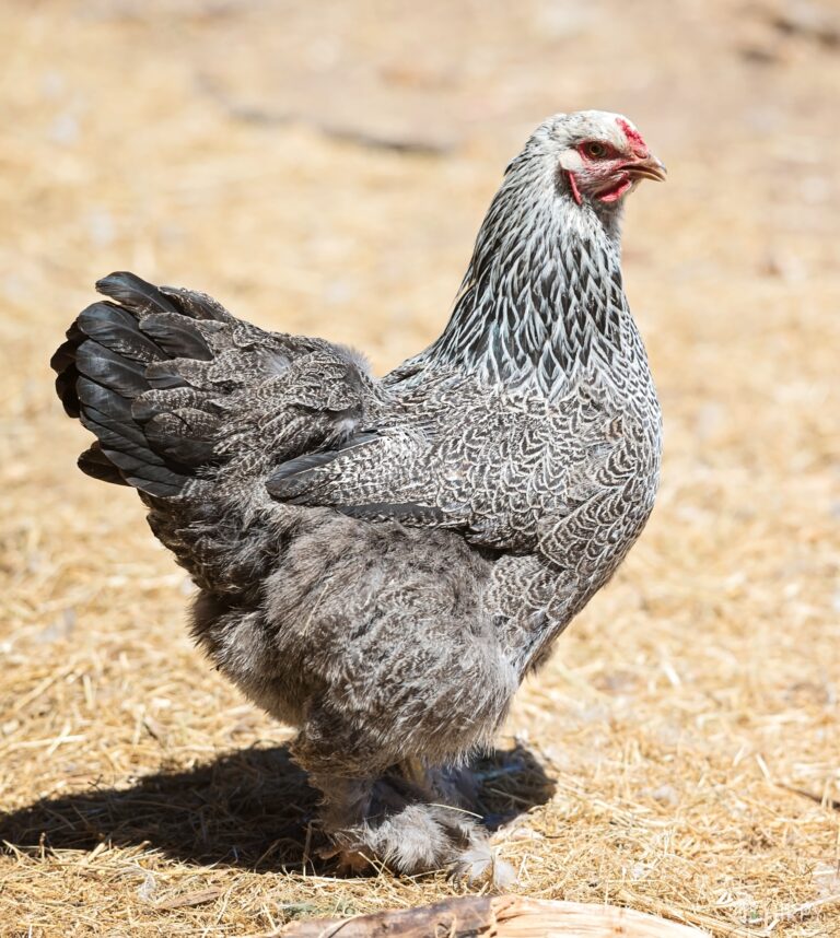 a dark Brahma hen