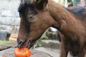a goat eating a tomato fruit