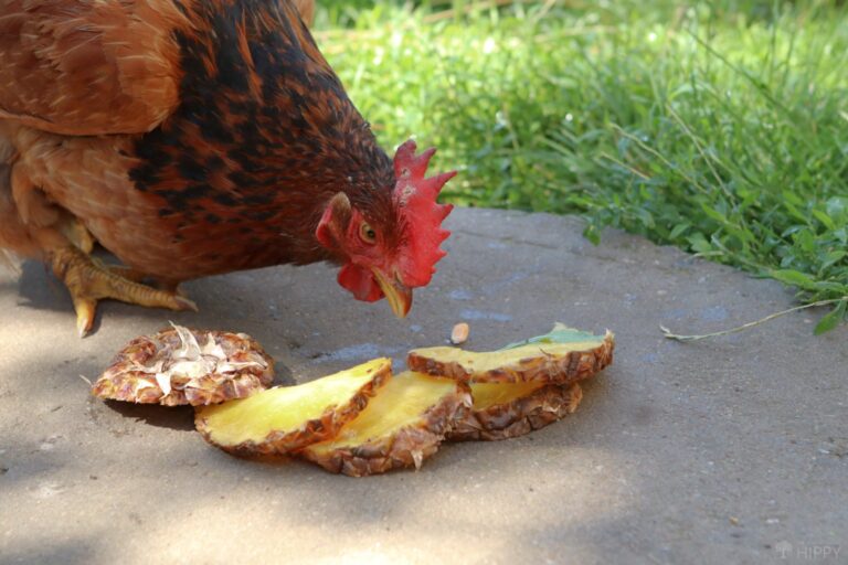 a hen eating pineapple